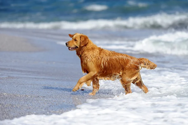 Fiatal Arany-Vizsla a strandon — Stock Fotó