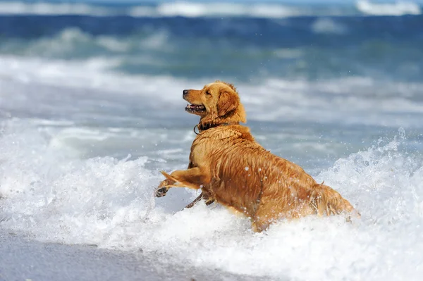 Joven golden retriever en la playa —  Fotos de Stock