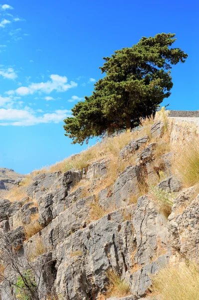 松の木、岩の上 — ストック写真