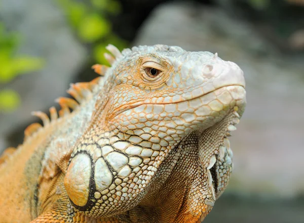 Iguana — Stockfoto