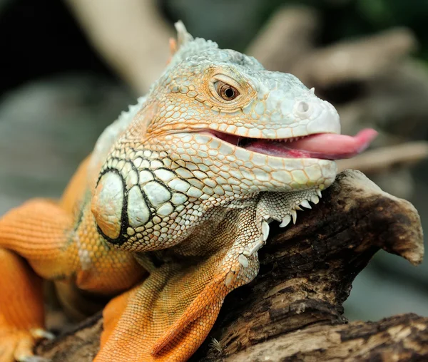 Iguana — Stockfoto