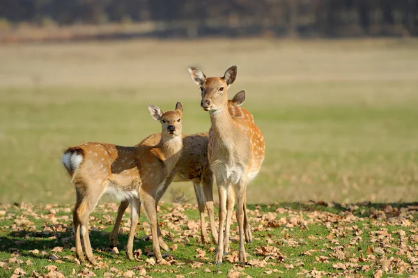 Deer in autumn field — Stock Photo, Image