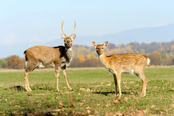 Veado no campo de outono — Fotografia de Stock