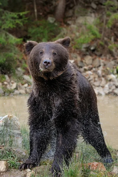 Urso castanho — Fotografia de Stock