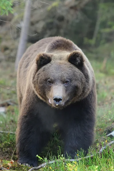 Orso bruno — Foto Stock