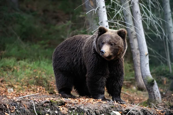 Brown bear — Stock Image Brown bear Royalty Free Stock Images