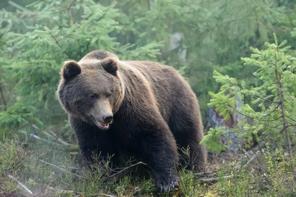 Orso bruno — Foto Stock