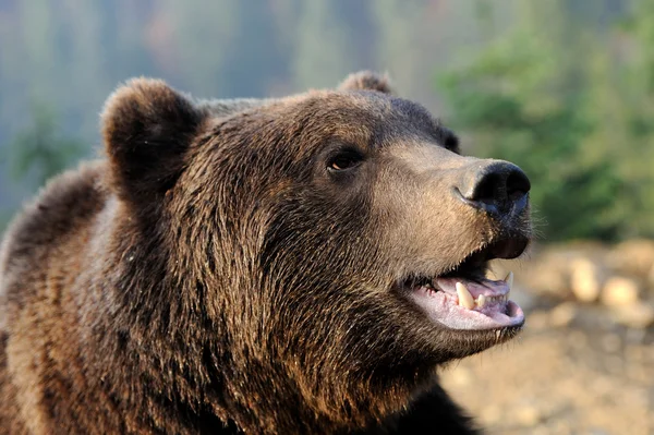Urs brun — Fotografie, imagine de stoc