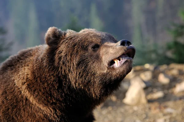 Urso castanho — Fotografia de Stock