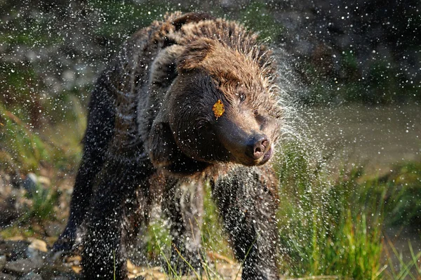 Urso castanho — Fotografia de Stock