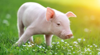 Young pig on a green grass clipart