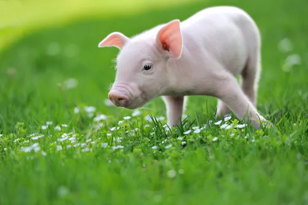 Młoda świnia na zielonej trawie — Zdjęcie stockowe