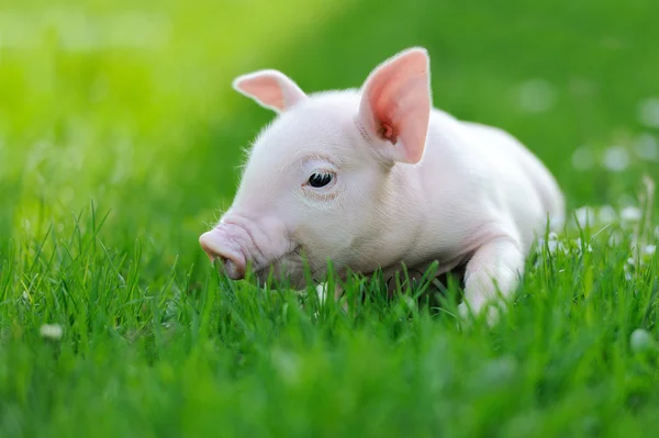 Молодая свинья на зеленой траве — стоковое фото