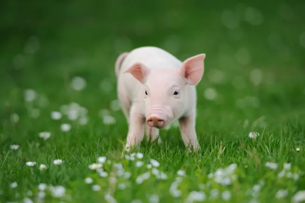 Jeune cochon sur une herbe verte — Photo