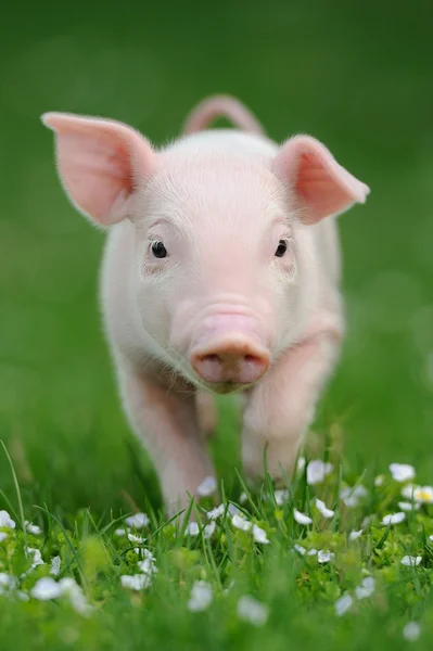 Porco jovem em uma grama verde — Fotografia de Stock