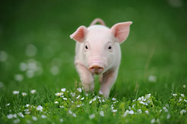 Jeune cochon sur une herbe verte — Photo