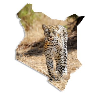 leopar ile Kenya harita