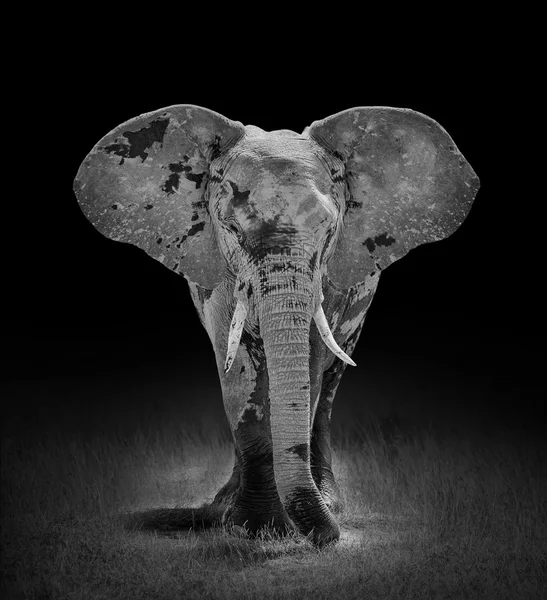 Elefante — Fotografia de Stock