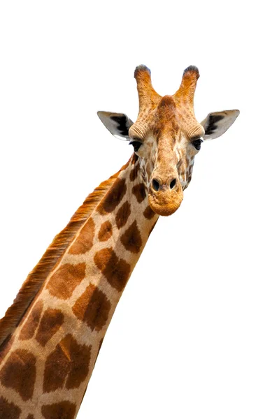 Giraffa — Foto Stock