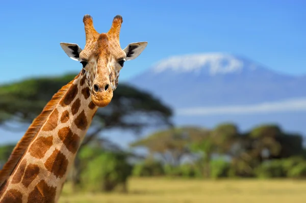 Giraff framför kilimanjaro mountain — Stockfoto