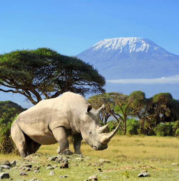 Носорог перед горой Килиманджаро

