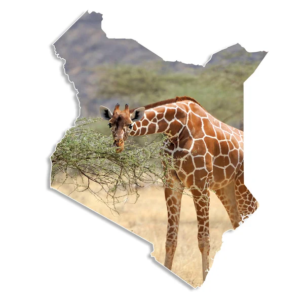 Mappa Kenya con giraffa — Foto Stock