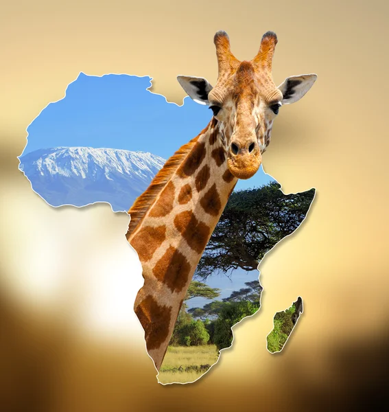 अफ्रीका वन्यजीव मानचित्र डिजाइन — स्टॉक फ़ोटो, इमेज