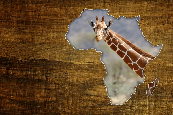 Africa Wildlife Map Design — Stock Photo, Image