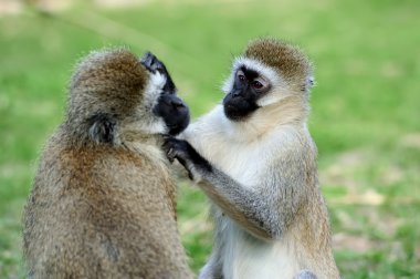 vervet maymunu
