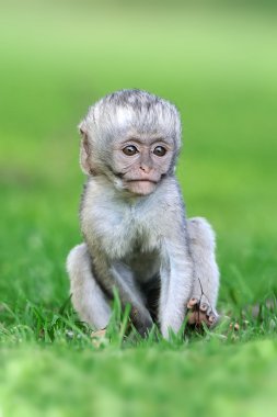 vervet maymunu