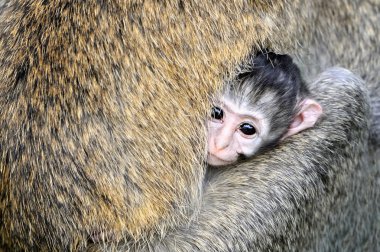 vervet maymunu