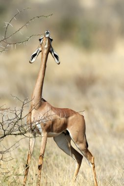 Gerenuk 