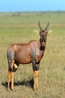 topi antilop