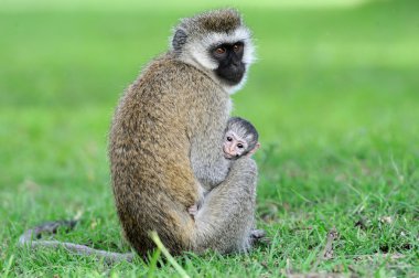 vervet maymunu