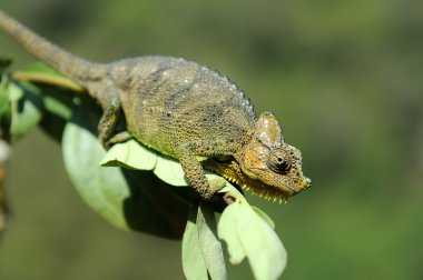 bukalemun