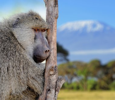 Olive baboon clipart