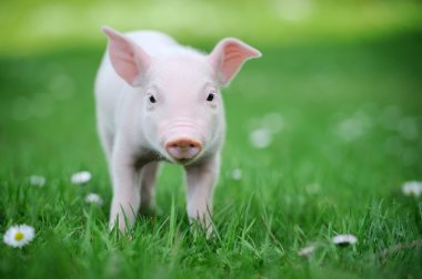 Young pig on a green grass clipart