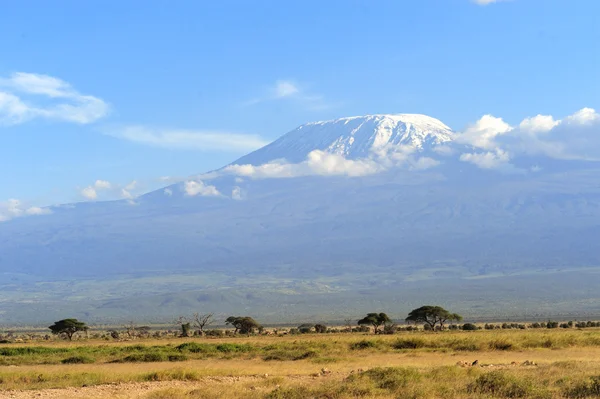 Kilimanjaro — Fotografia de Stock