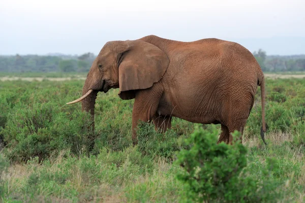 Elefant — Stockfoto