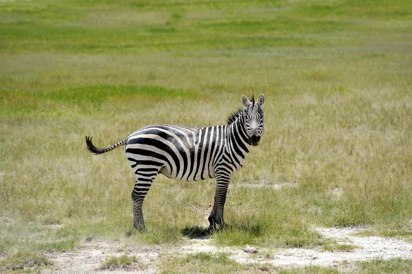 Zebra — Stockfoto