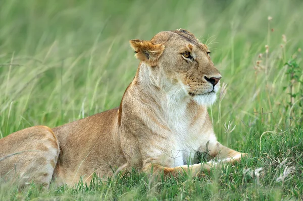 Löwe — Stockfoto