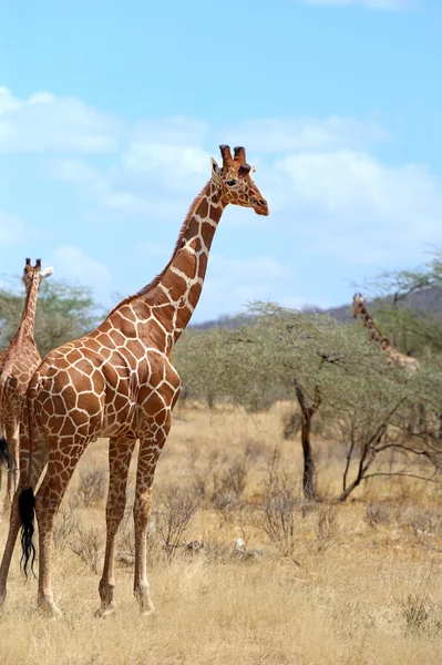 Giraffe — Stockfoto