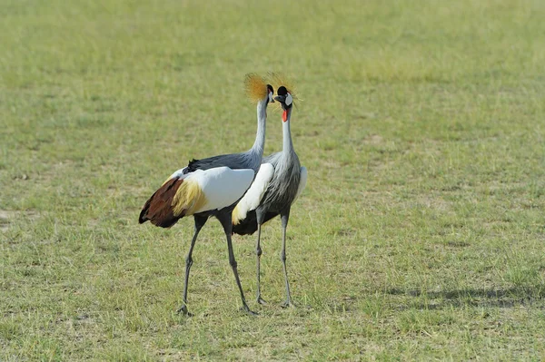 Crowned crane — Stock Photo, Image