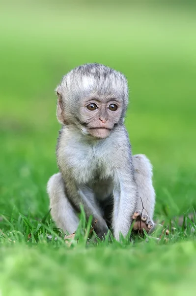 Macaco-de-vagem — Fotografia de Stock