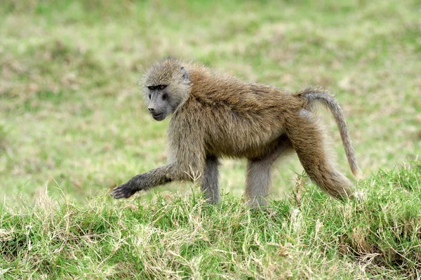 Olijf baviaan — Stockfoto