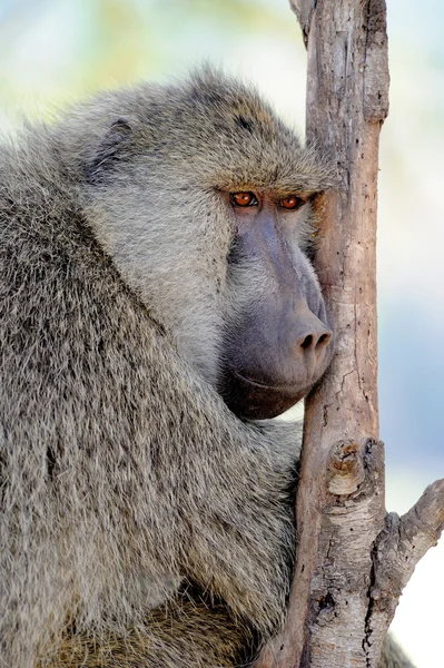 Olive baboon — Stock Photo, Image