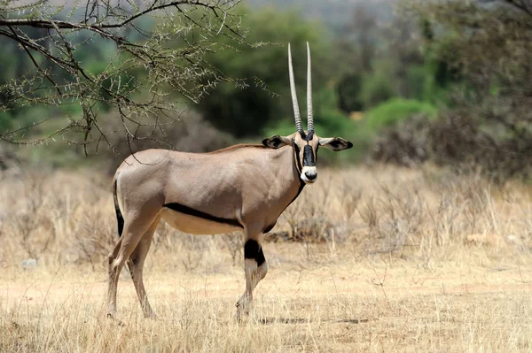 Gemsbok — Stockfoto