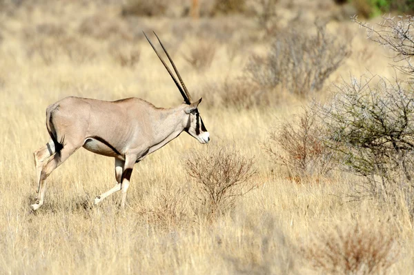 Gemsbok — Stock fotografie