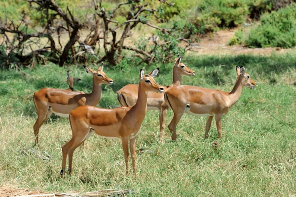 Impala — Stockfoto