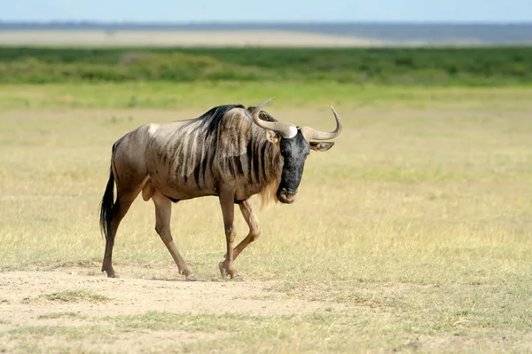 Wildebeest — Stock Photo, Image